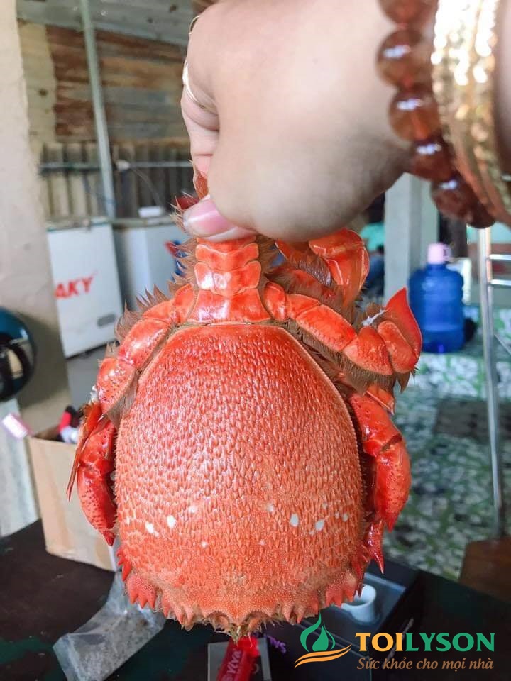 Cẩm Nang Ẩm Thực Lý Sơn Đầy Đủ Nhất